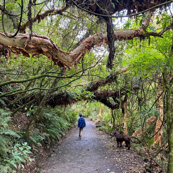 SCENIC_FrasersGully_001_DunedinNZ